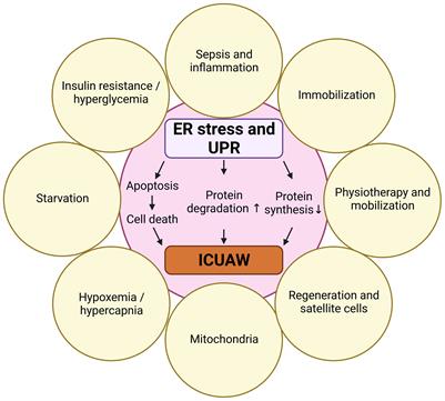 Hidden Agenda - The Involvement of Endoplasmic Reticulum Stress and Unfolded Protein Response in Inflammation-Induced Muscle Wasting